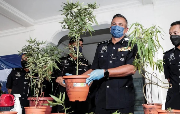 Artis tanam siapa ganja nasyid EKSKLUSIF :