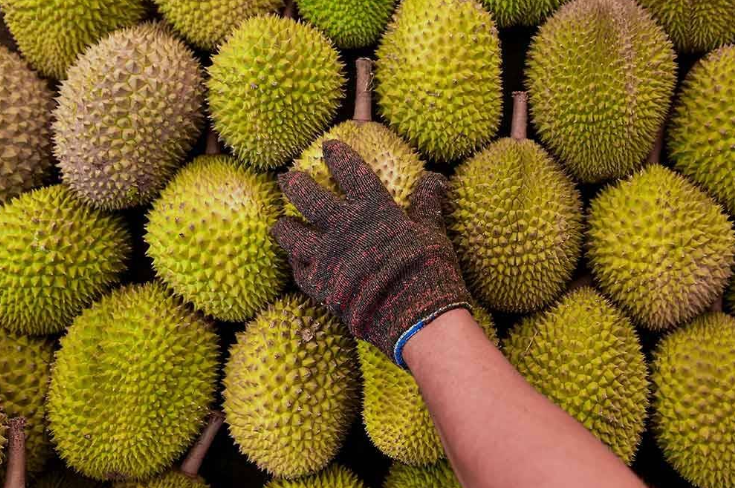 Rugi Jutaan Ringgit Tertipu Skim Pelaburan Durian Musang King